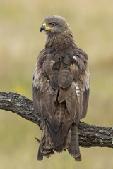 Black Milano( Milvus migrans ) perched on his perch