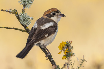 Shrike ( Lanius senator) perched on a branch