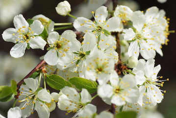 Flowering plum in the garden.