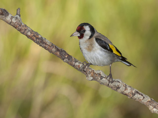 Goldfinch,( Carduelis carduelis), perched on his perch
