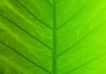 Naklejka na ściany i meble green leaf texture for background