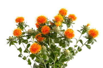 Färberdistel (Carthamus)