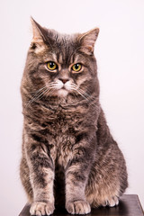 Fototapeta premium Grey cat on white background