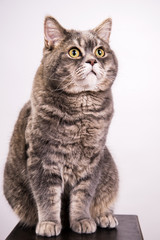 Fototapeta na wymiar Grey cat on white background