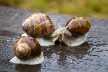 Big snails on wooden table after rain