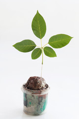 leaves on a white background