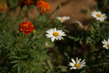 Obraz premium flower
