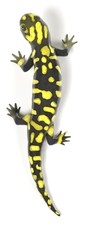 3d render of tiger salamander