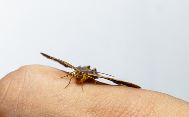 Semiothisa eleonora moth