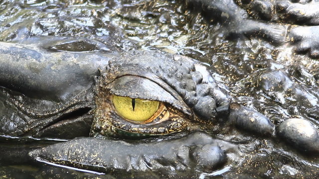 Siamese Crocodile eye 
