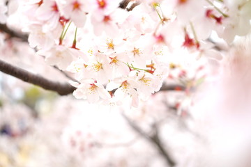 満開の桜