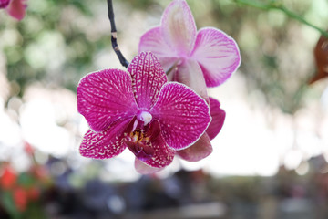 Orquídea Lila Bokeh