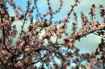 branch with many peach flowers blossoms just bloom in spring