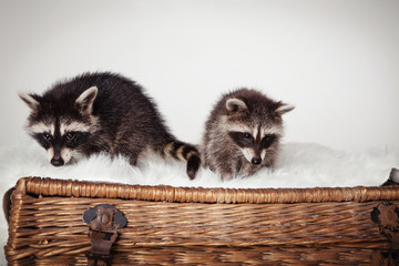 zwei hübsche Waschbären