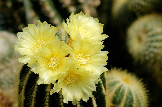Bl&uuml;hender Notokaktus (Notokactus spec)