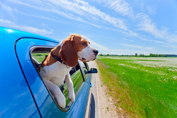  beagle in blue car