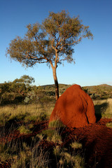Red Termite mound and tree in late afternoon at Karijini National Park Western Australia