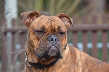 Englische Bulldogge