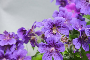 Geranium magnificum