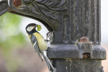 Kohlmeise bei der Aufzucht ihres Nachwuchses