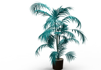 Obraz premium palm