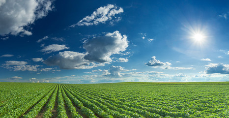 Soybean fields rows in summer season - obrazy, fototapety, plakaty