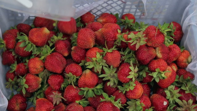 Picking strawberries on a farm