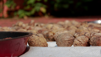 Dried Betel Nuts or Areca Nuts in the open