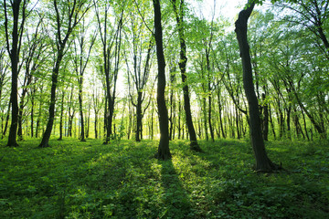 Fototapeta premium Forest