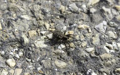 Spider with Kids