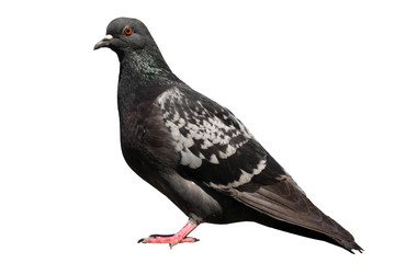  Pigeon