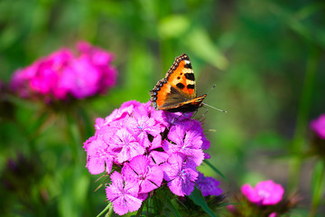 Butterfly on a flower