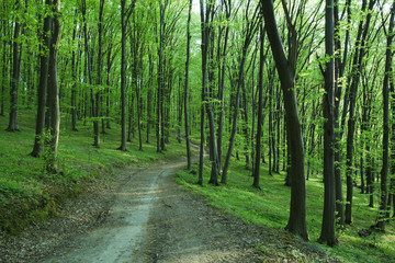 Fototapeta premium Path in forest
