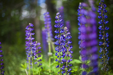 Obraz premium Field of Lupinus (lupin, lupine) near forest in sunny summer day