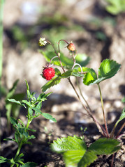 Ripe and appetizing strawberry  grows on a ground closeup