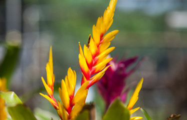 Bromeliad