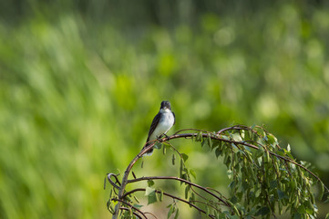 Eastern Kingbird and bugs