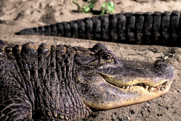 Krokodils