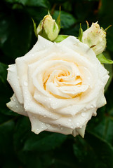 Fototapeta premium white rose with drops