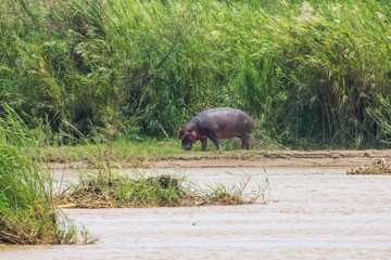 rusizi national park in burundi