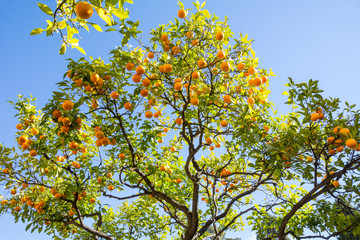 Orange Trees at Moorish castle in Malaga Spain