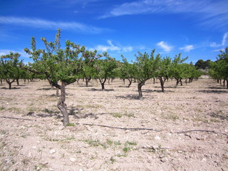 Fototapeta na wymiar almond grove with drip irrigation in spring 