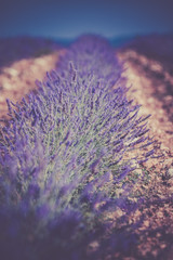 Summer lavender field in Provence, France