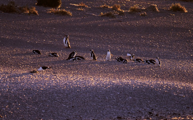 Penguins in sand 