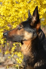 Deutscher Schäferhund