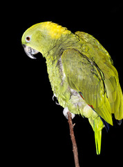 Parrot. Loro