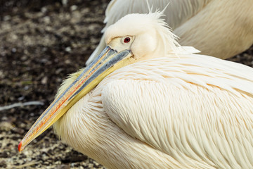Portrait of a Pelican