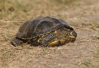European pond turtle (Emys orbicularis)