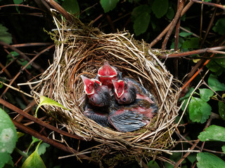 Eurasian blackcap babies in the nest (Sylvia atricapilla) 