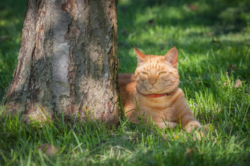 Fototapeta na wymiar red tabby cat in the shade